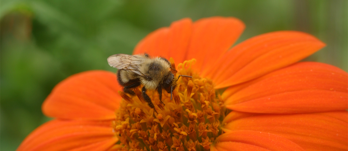 LOCAL HONEY